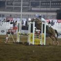 Raymond National & Junior National Equestrian Cham